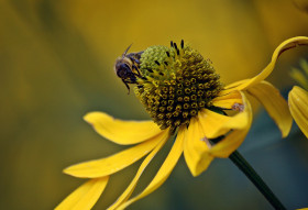 Tapeta Pszczoła na kwiecie-makro