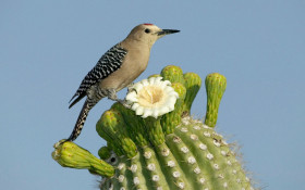 Tapeta Ptaszek na kaktusie