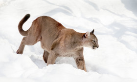 Tapeta Puma na śniegu