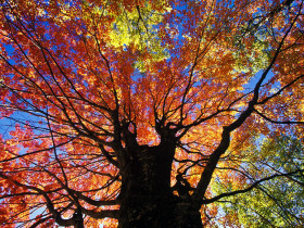 Tapeta Red Maple in Autumn, Near Beckley, West Virginia.jpg