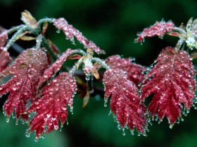 Tapeta Red Oak Leaves, Mount Pisgah, North Carolina.jpg