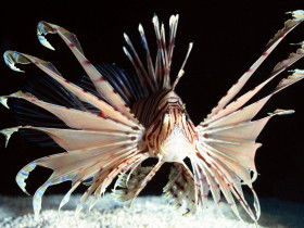 Tapeta Red Volitans Lionfish, Indo-Pacific.jpg
