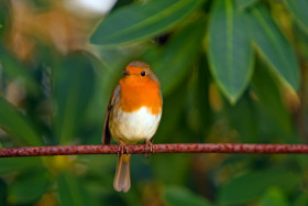 Tapeta Robin, Ptak czerwony