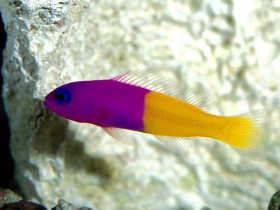 Tapeta Royal Dottyback, Pacific.jpg