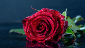 Tapeta Róża