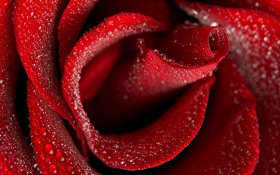 Tapeta Róża
