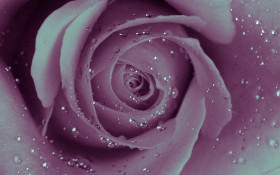 Tapeta Róża z kroplami rosy