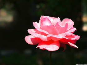 Tapeta roze (10).jpg