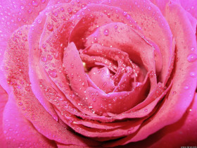 Tapeta roze (12).jpg