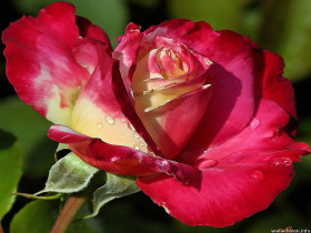 Tapeta roze (88).jpg