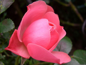 Tapeta roze (93).jpg