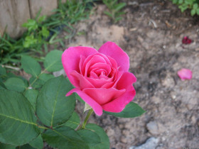 Tapeta roze (94).jpg