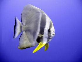 Tapeta Ryba, Orbicular batfish