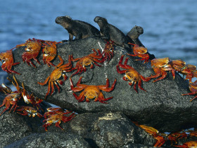 Tapeta Sally-Lightfoot Crabs and Marine Iguanas.jpg