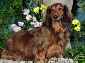 Tapeta Sassy, Standard Longhair Dachshund.jpg