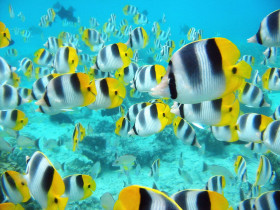 Tapeta School of Tropical Fish, Tahiti.jpg