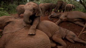 Tapeta słonie