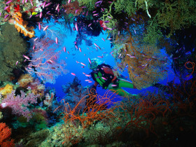 Tapeta Soft Coral Embellished Cave, Fiji.jpg