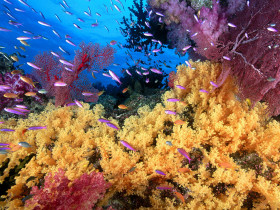 Tapeta Soft Yellow Corals and Anthias Fish.jpg