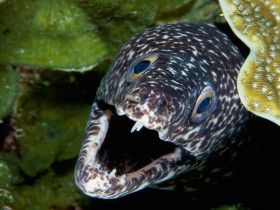 Tapeta Spotted Moray Eel.jpg