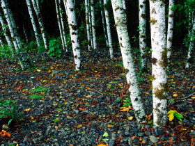 Tapeta Standing Room Only, Birch Trees, Washington.jpg