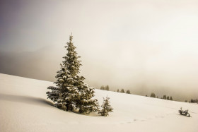 Tapeta Stok, zima, śnieg i drzewo