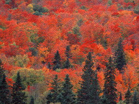 Tapeta Sugar Maples and Spruce Trees, Ontario, Canada.jpg