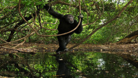 Tapeta szympans