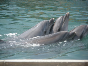 Tapeta tapety delfiny (10).jpg