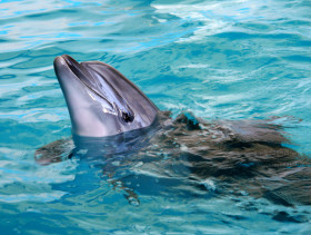 Tapeta tapety delfiny (14).jpg