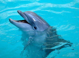 Tapeta tapety delfiny (15).jpg