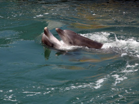 Tapeta tapety delfiny (16).jpg