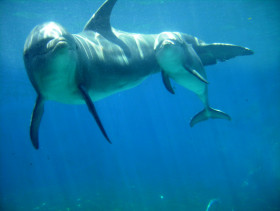 Tapeta tapety delfiny (17).jpg