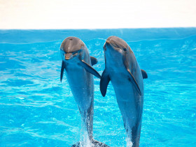 Tapeta tapety delfiny (1).jpg