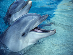 Tapeta tapety delfiny (20).jpg