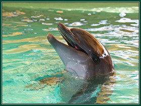 Tapeta tapety delfiny (21).jpg