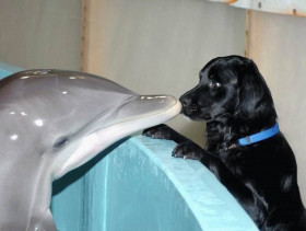 Tapeta tapety delfiny (22).jpg