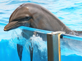 Tapeta tapety delfiny (25).jpg