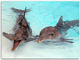 Tapeta tapety delfiny (26).jpg