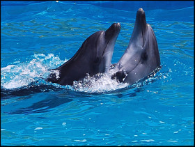 Tapeta tapety delfiny (27).jpg