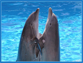 Tapeta tapety delfiny (29).jpg
