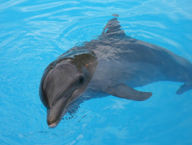 Tapeta tapety delfiny (34).jpg