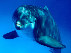 Tapeta tapety delfiny (36).jpg