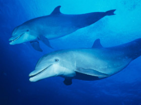 Tapeta tapety delfiny (38).jpg