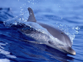 Tapeta tapety delfiny (39).jpg
