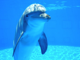Tapeta tapety delfiny (3).jpg