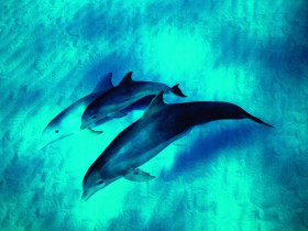Tapeta tapety delfiny (46).jpg