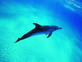 Tapeta tapety delfiny (47).jpg