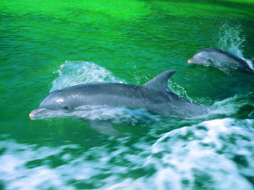 Tapeta tapety delfiny (49).jpg