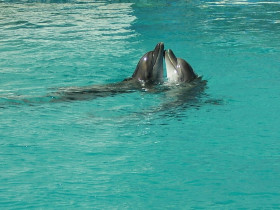 Tapeta tapety delfiny (50).jpg